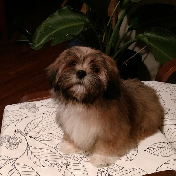 💓NEW 💓🐕🐕🐕🐕🐕🐕❣️PUPPIES❣️ - Picture 4 of 7